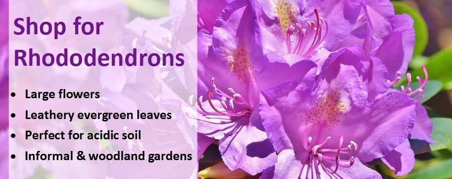 Shop for Rhododendrons banner 2